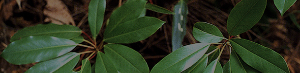 한국기행 - 가을 내장산 1부 감춰진 보물