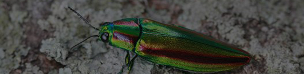 내장산 - 산 안에 숨겨진 무궁무진한 아름다움